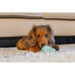 Yavru Köpek Sumo Mını Dental Oyuncak Xs 3-6 kg - Görsel 3