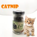Catnip Doğal Kedi Otu - Kedi Nanesi