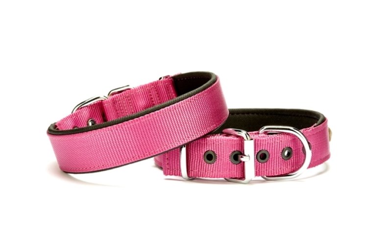 dsbt-3010-l-mor.jpg Softlu Köpek Boyun Tasması 3 cm x 55 cm Mor - Görsel 1