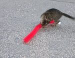 Kedi Tırmalama Fırçası - Kedi Oyuncağı - Görsel 4
