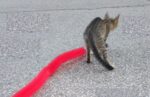 Kedi Tırmalama Fırçası - Kedi Oyuncağı - Görsel 5