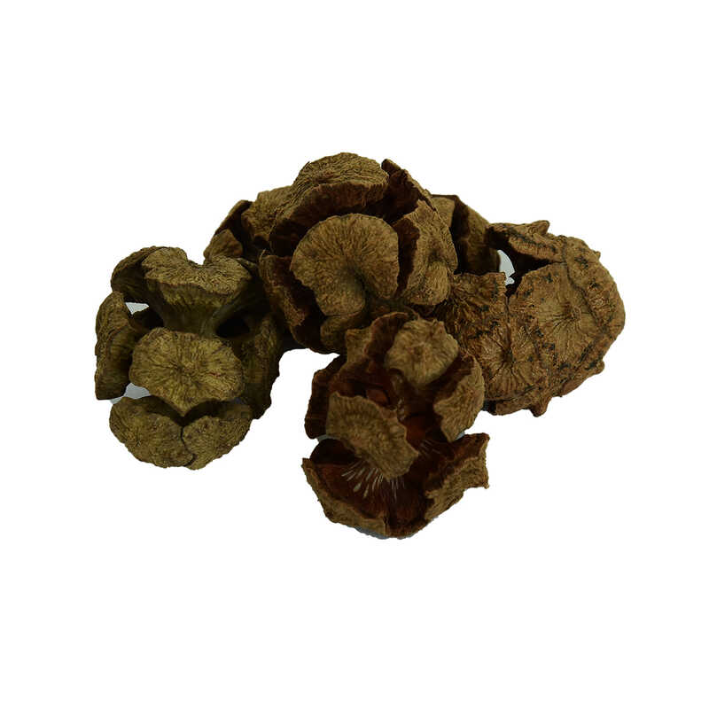 selvi-kozalagi-dogal-100-gr-paket-lokmanavm-34678-10-b.jpg Selvi Kozalağı Doğal 100 Gr Paket - Görsel 1