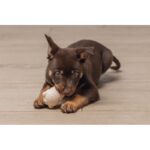 Yavru Köpek Sumo Mını Dental Oyuncak Xs 3-6 kg