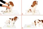 Yıkanabilir Köpek Çiş Pedi - 90 X 60 Cm 5li Paket - Görsel 2